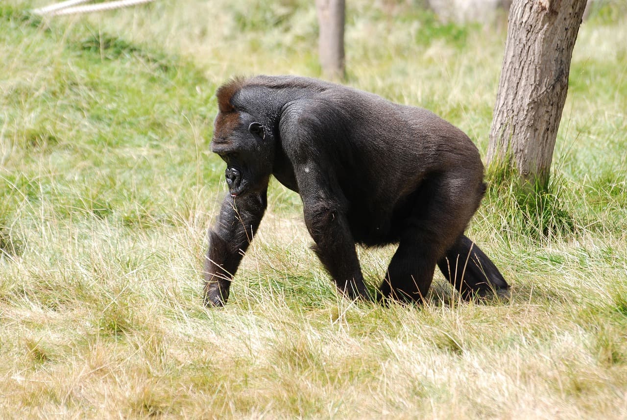 Bwindi Gorilla & Queen Elizabeth Safari – 4 Days