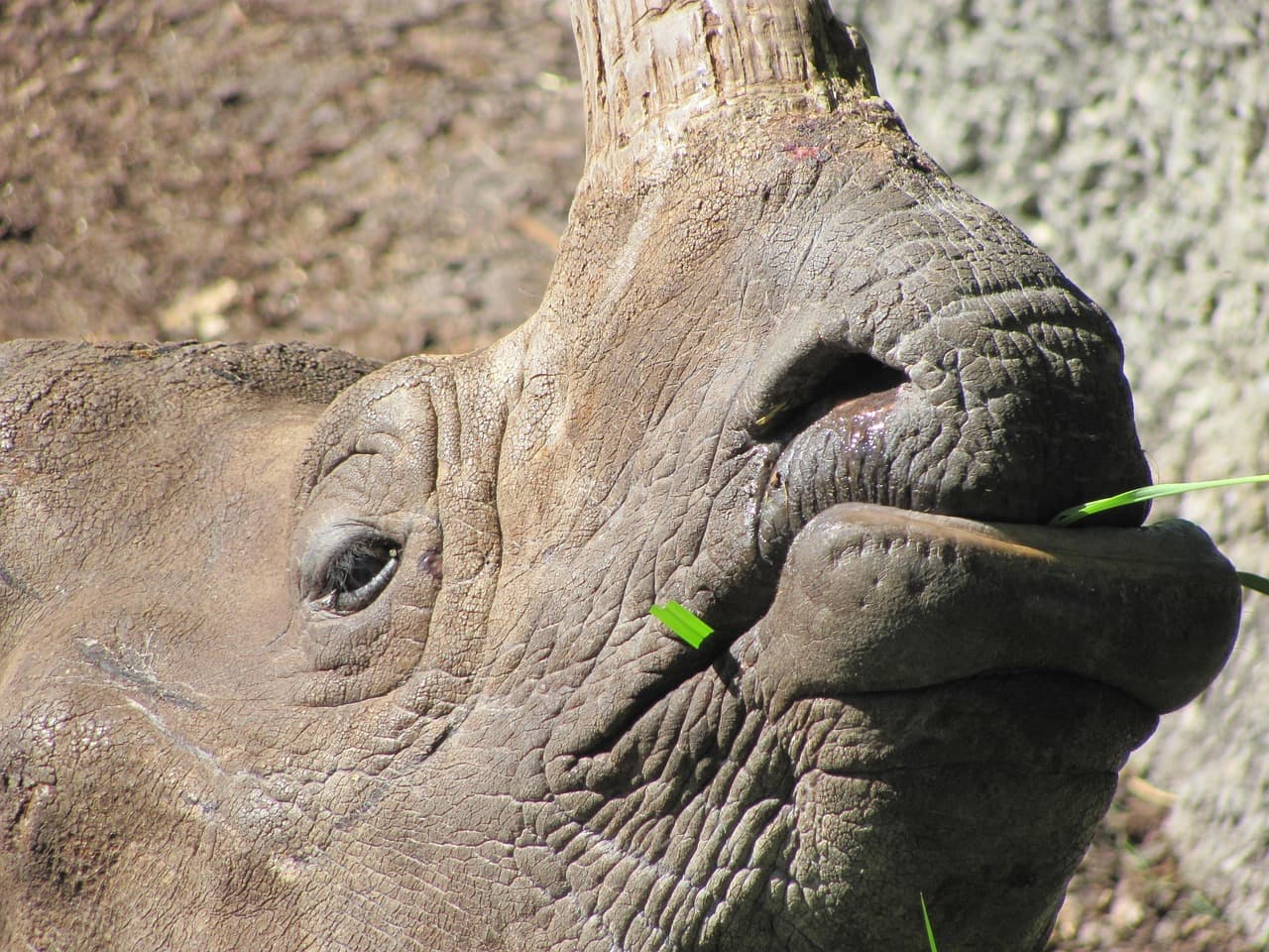 Maasai Mara Big Five Safari – 4 Days