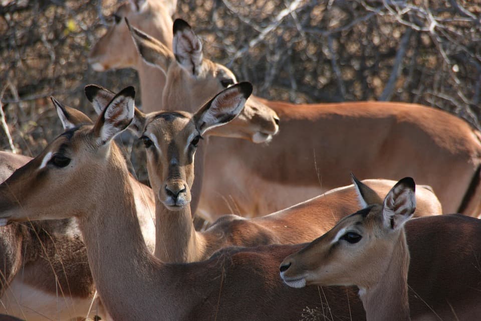 Kruger National Park