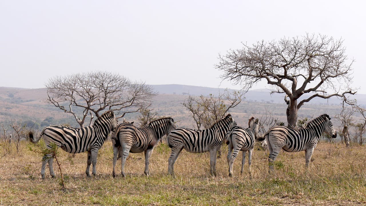 South Luangwa National Park