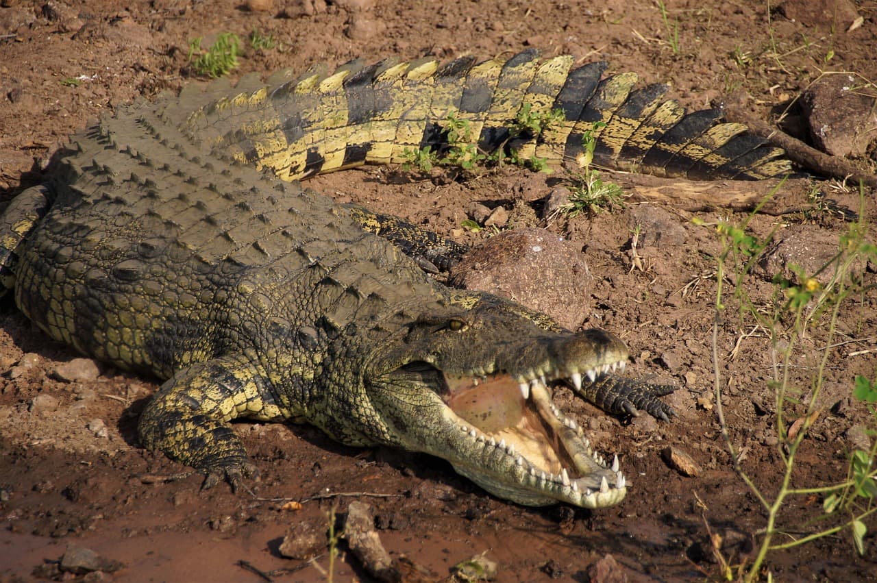Chobe National Park
