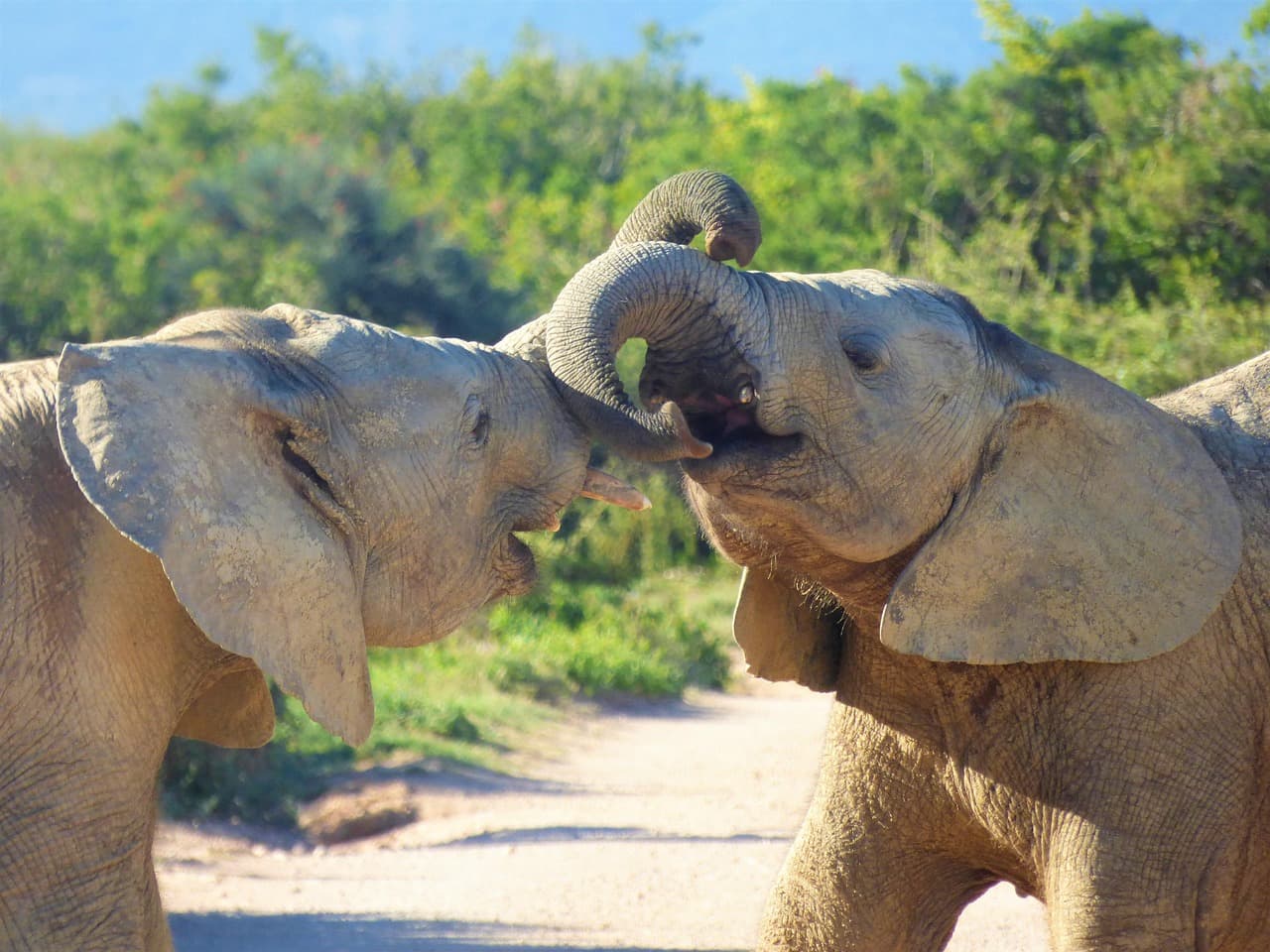 Addo Elephant National Park