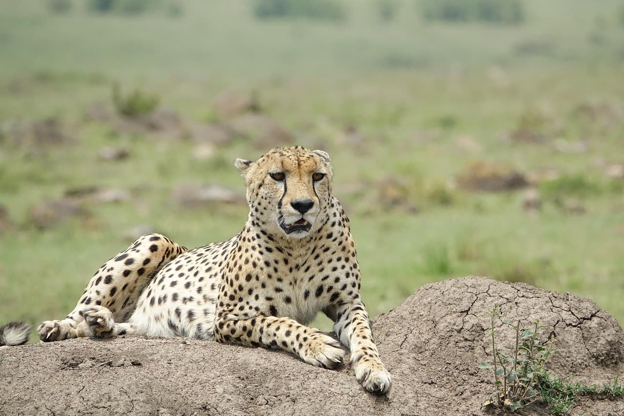 Maasai Mara National Reserve