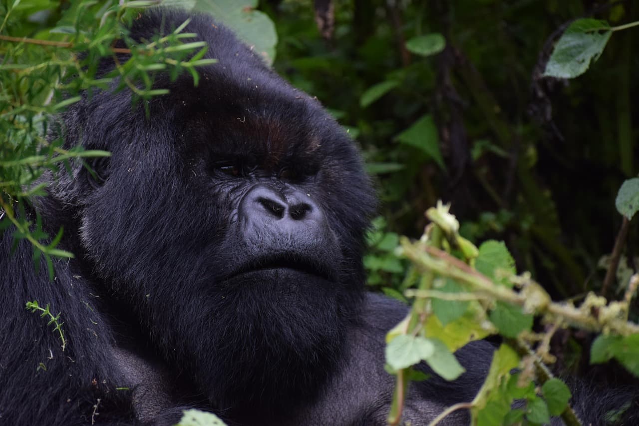 Rwanda Gorilla Trekking Experience – 3 Days