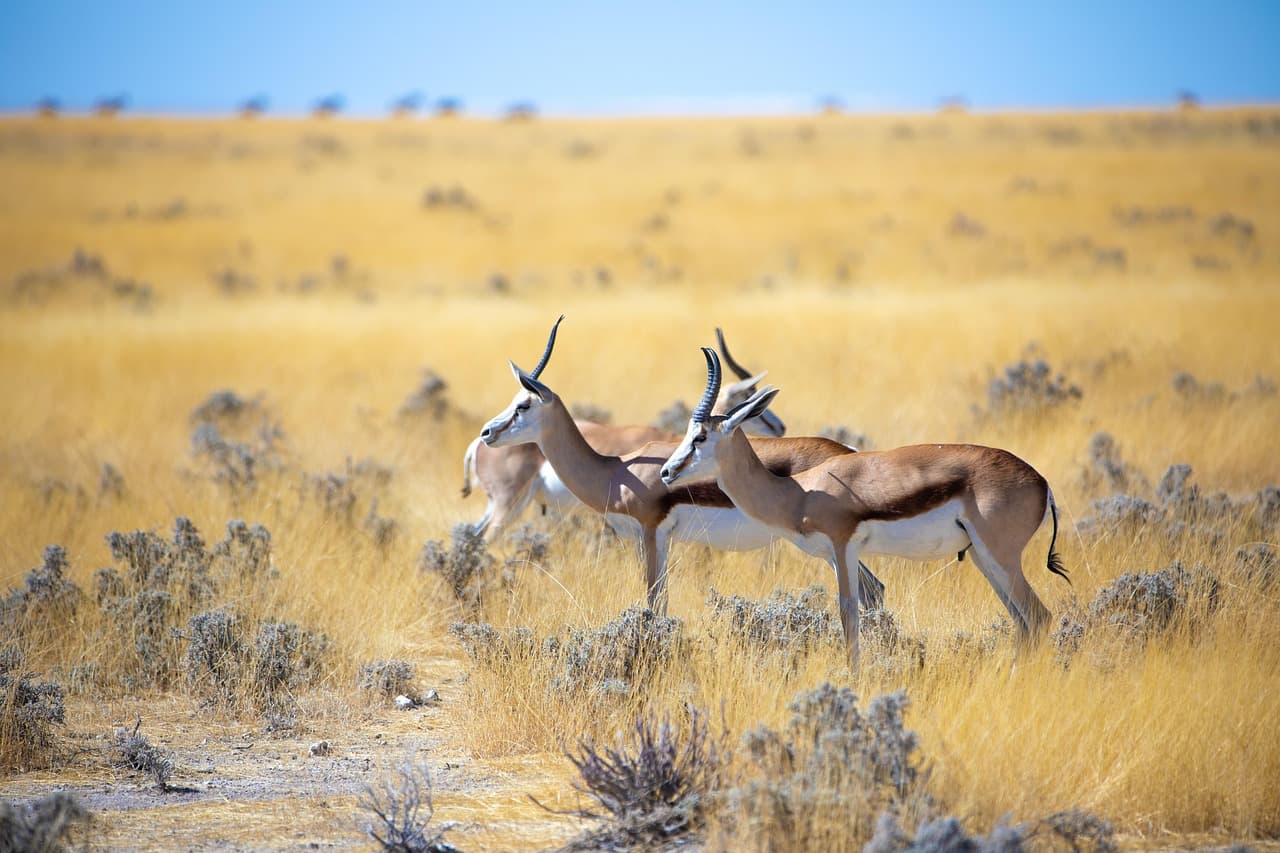 Nyerere National Park