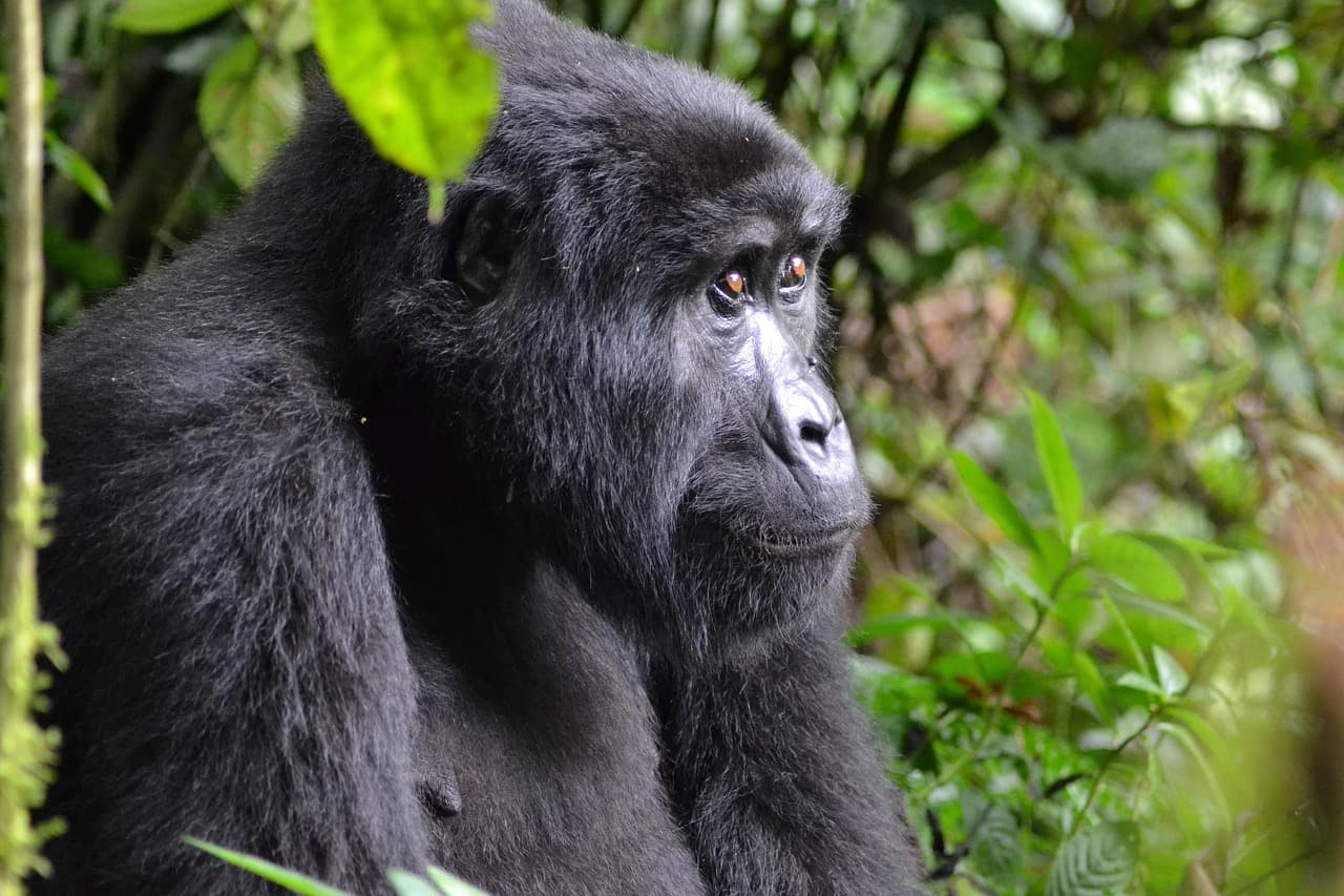 Bwindi Impenetrable National Park