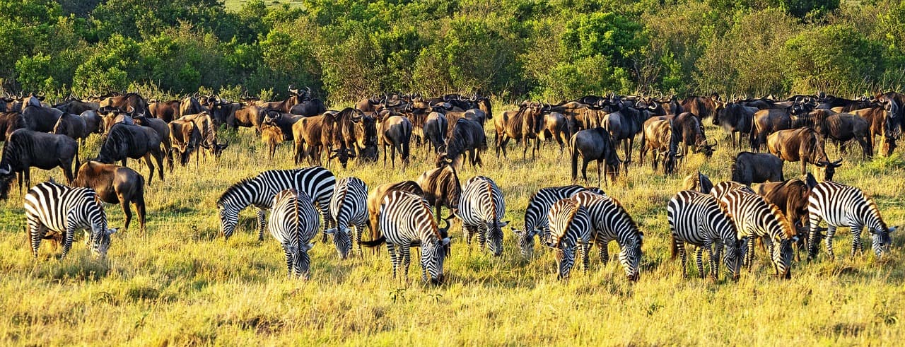Kenya Great Migration Safari – 7 Days