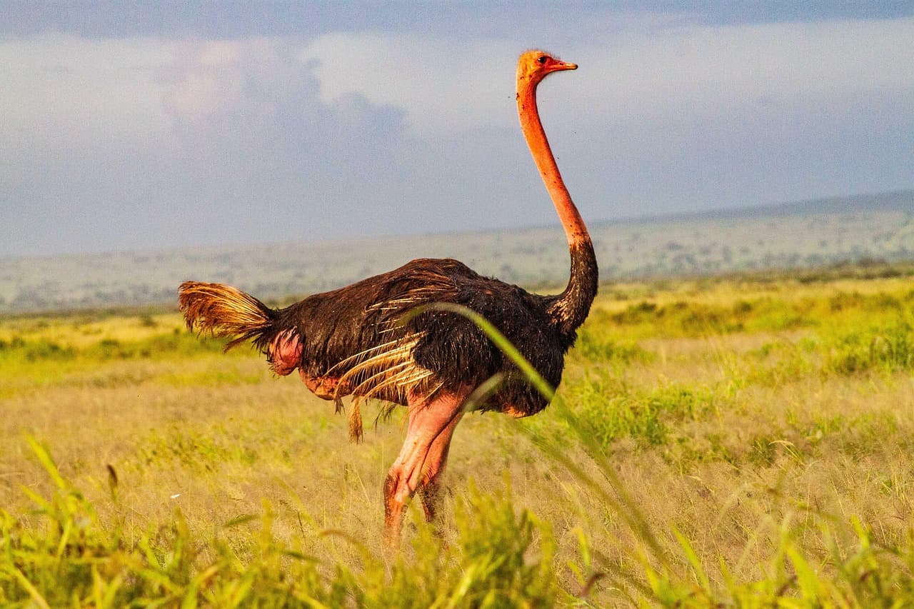Amboseli & Tsavo East Safari – 5 Days