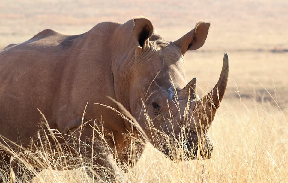 Uganda Big 5 & Gorilla Experience – 6 Days