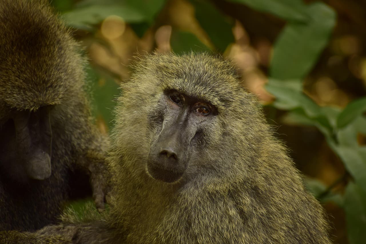 Lake Manyara National Park