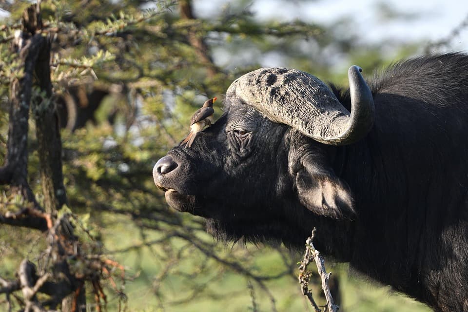 East Africa Grand Safari – 12 Days
