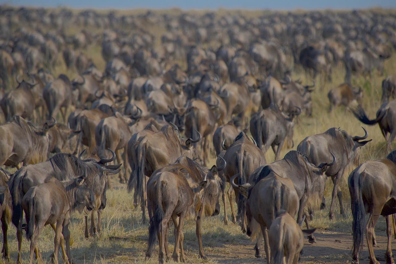 Tanzania-Kenya Migration Safari – 10 Days