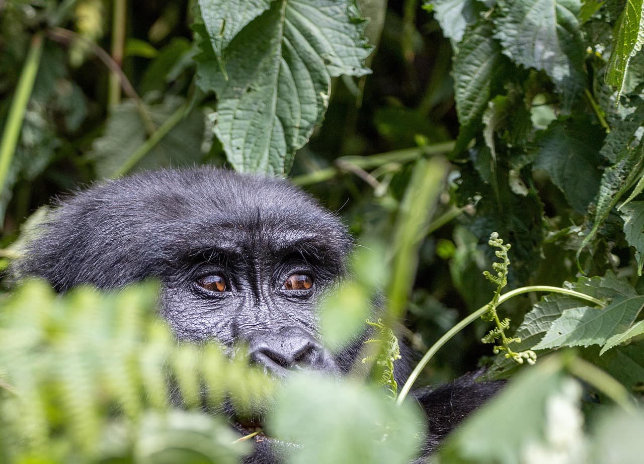 Gorilla & Tanzania Safari Combination – 9 Days