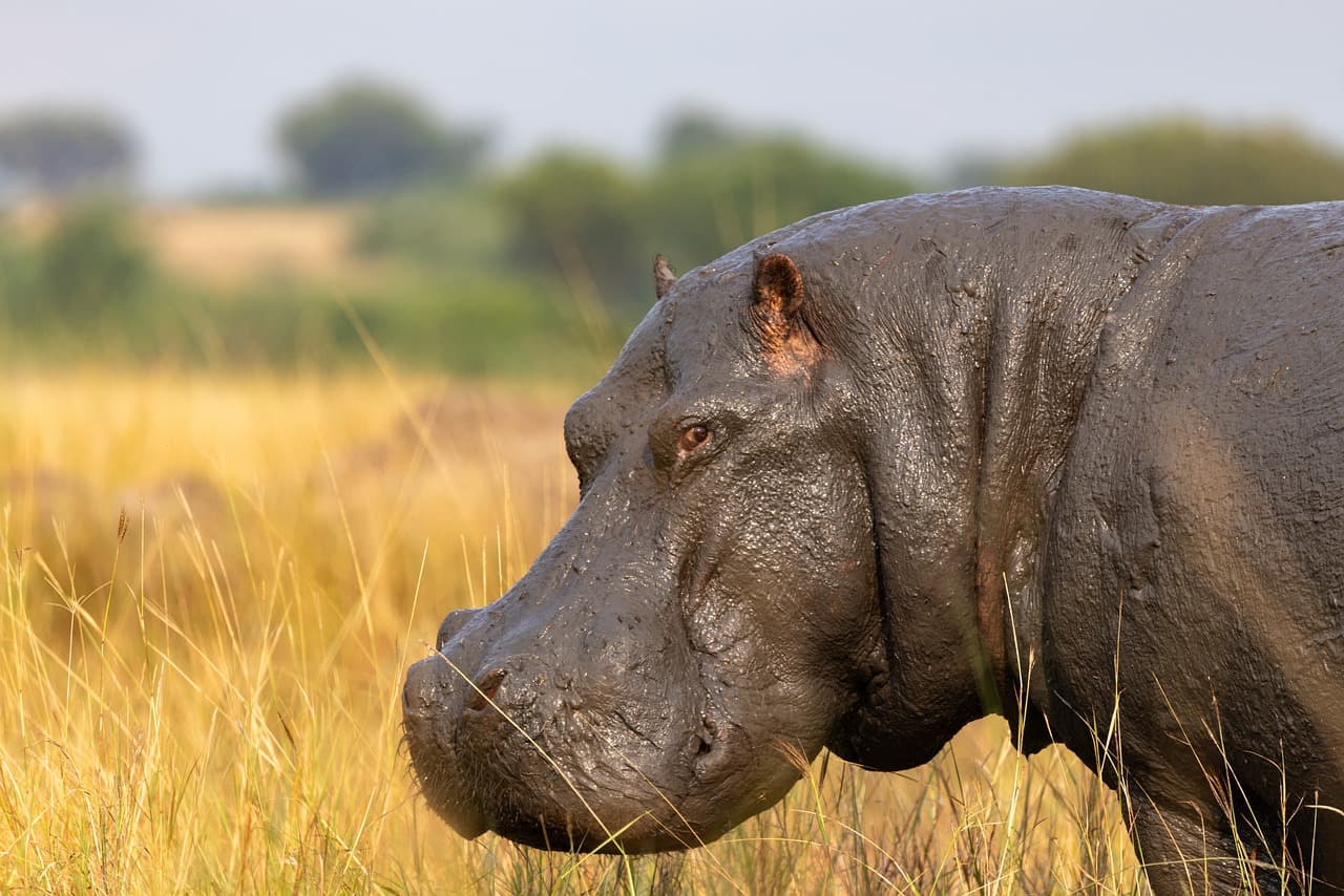 Queen Elizabeth National Park