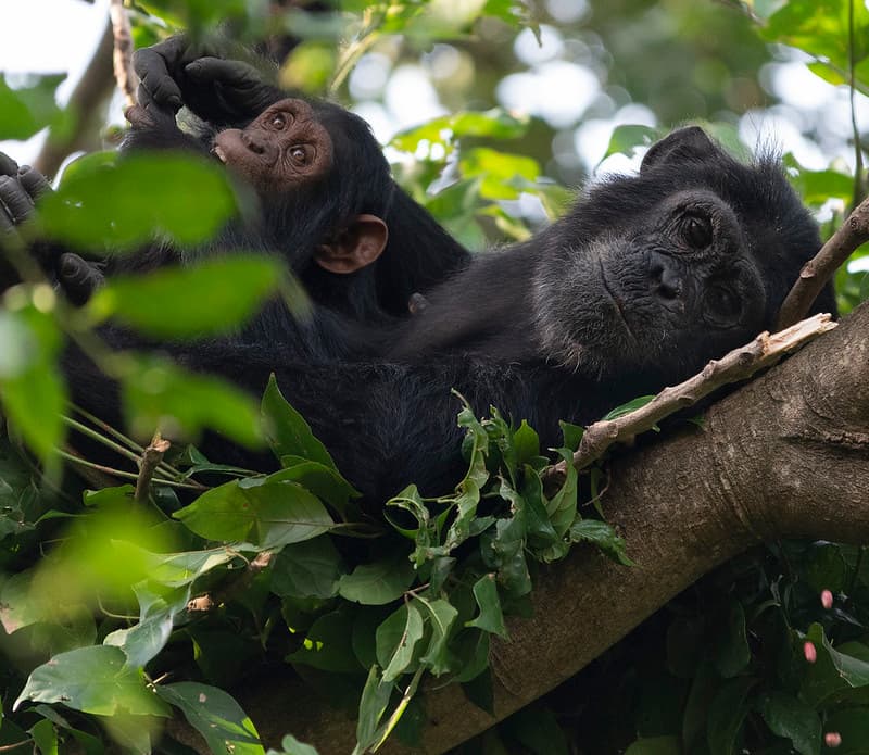 Gombe Chimpanzee Trekking