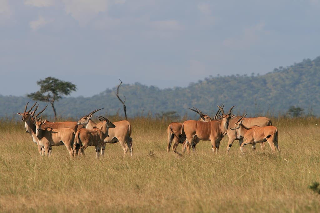 Selous & Mikumi Adventure – 6 Days
