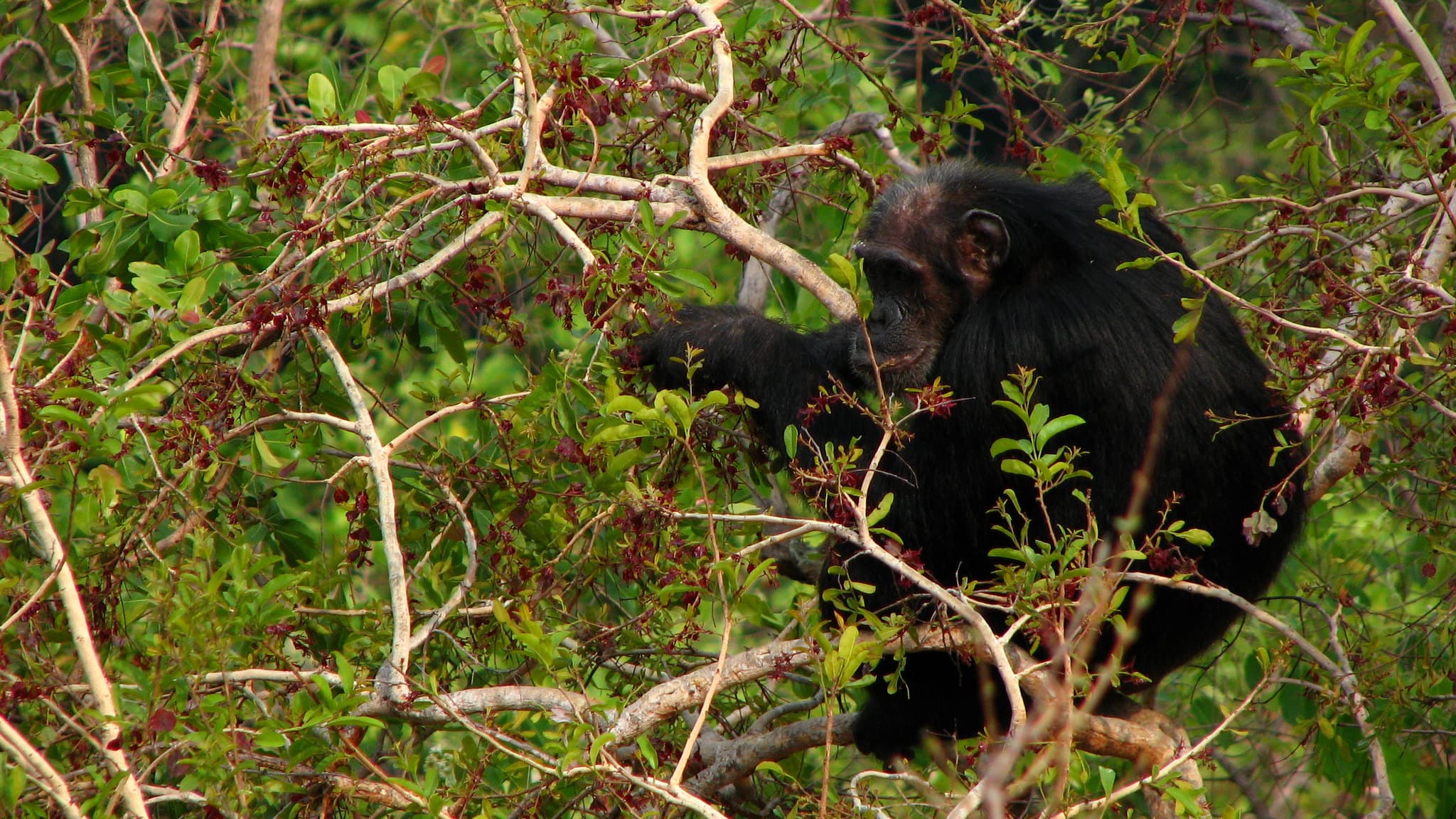 Gombe Stream National Park