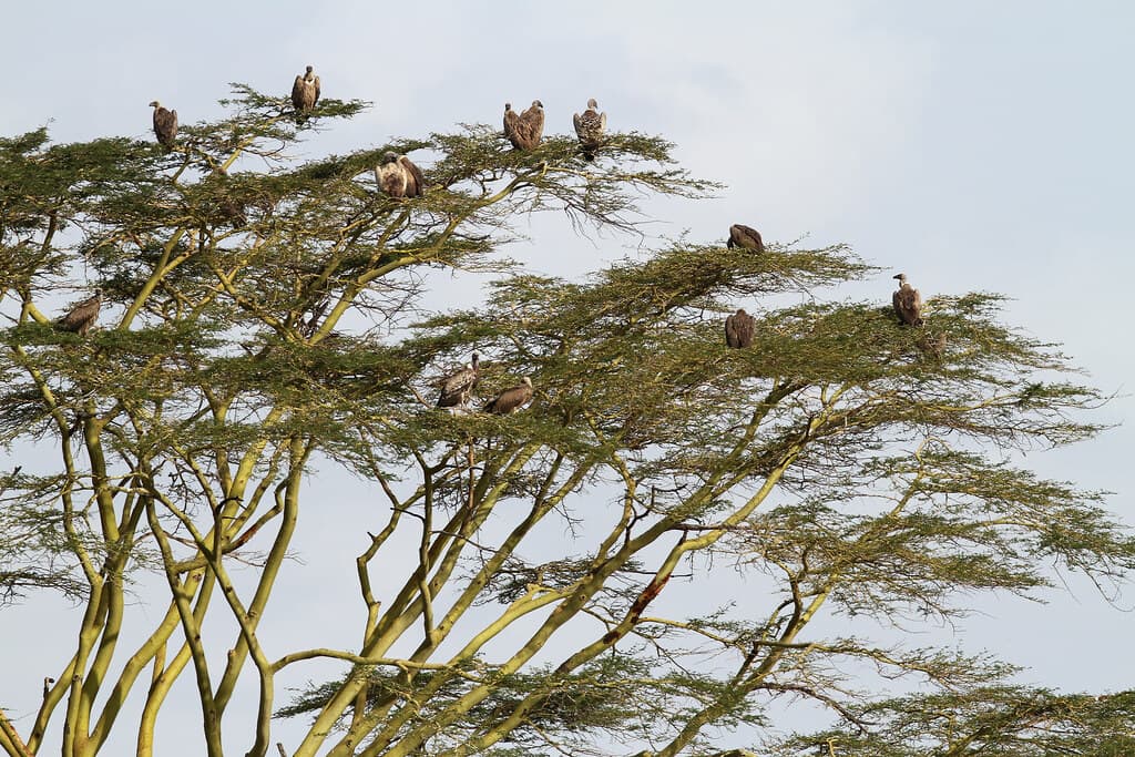 Serengeti Bird Watching