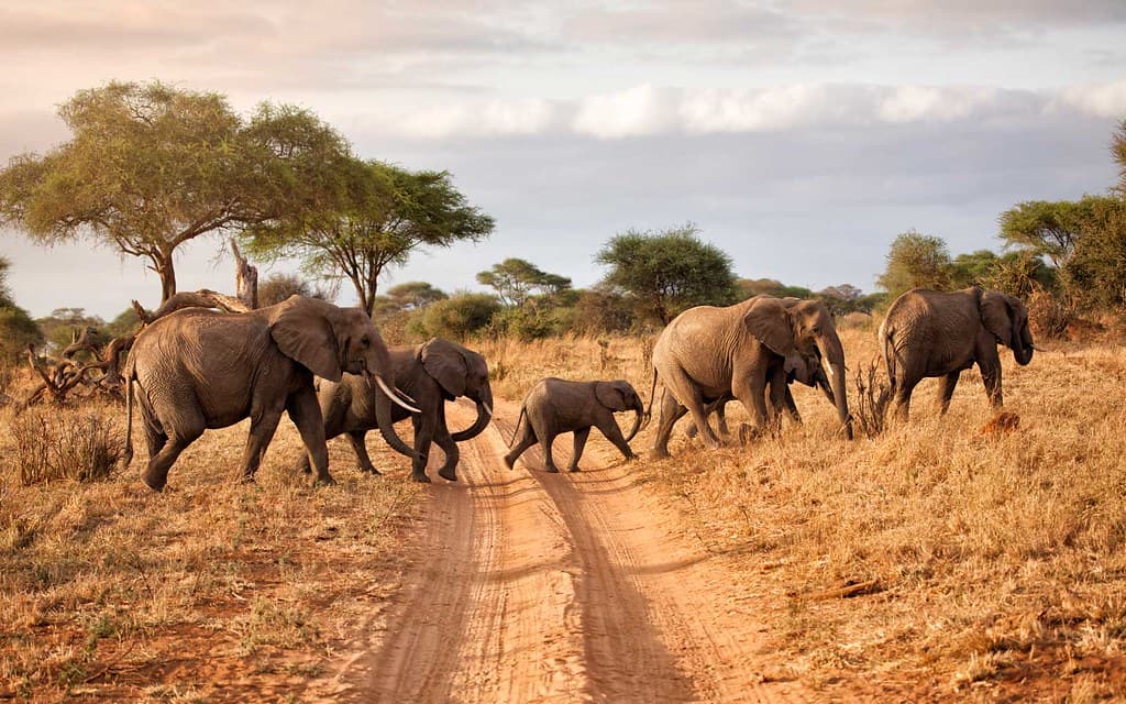 Tarangire Elephant Herd Viewing