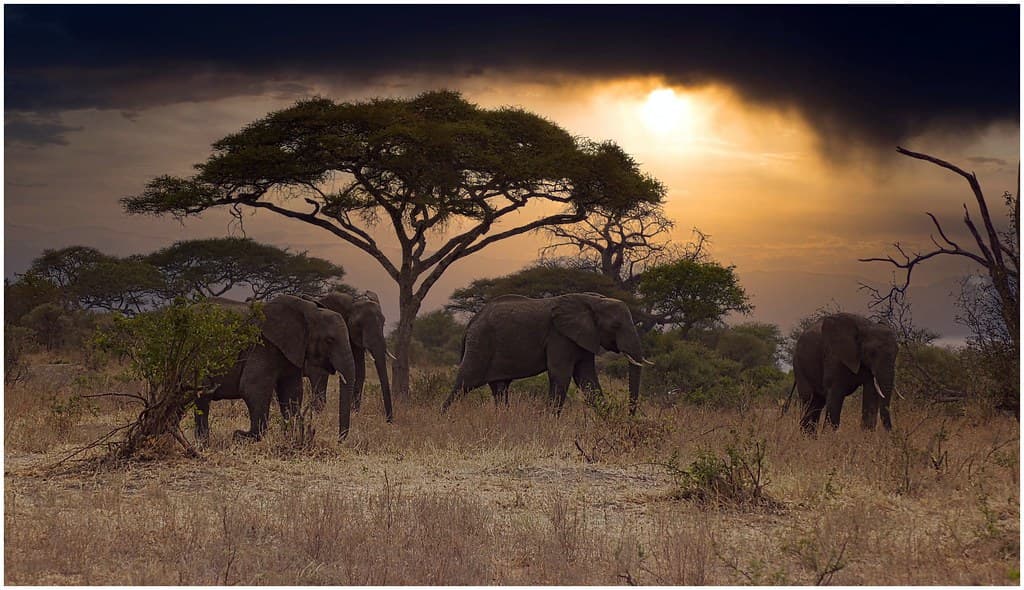 Tarangire & Zanzibar Beach Combo – 5 Days