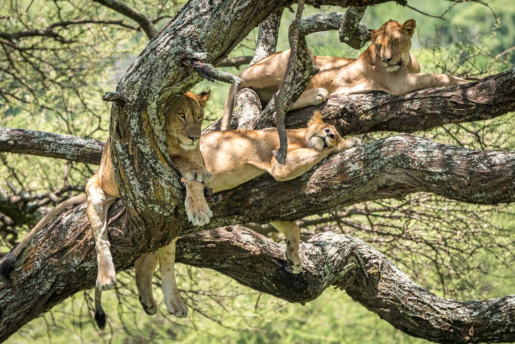 Lake Manyara Tree-Climbing Lions