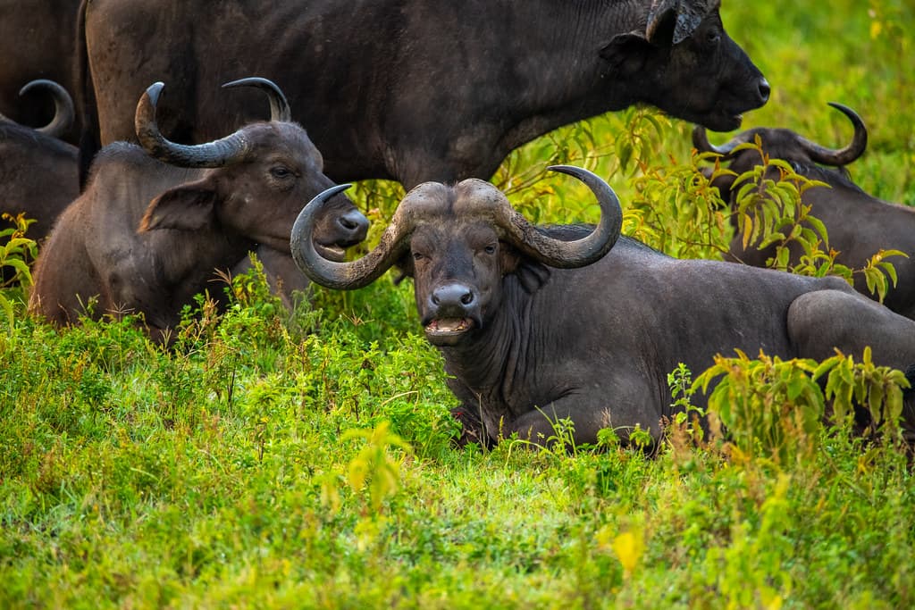 Arusha National Park