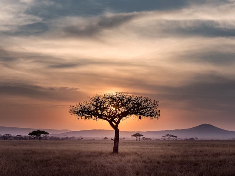 Safari wildlife landscape