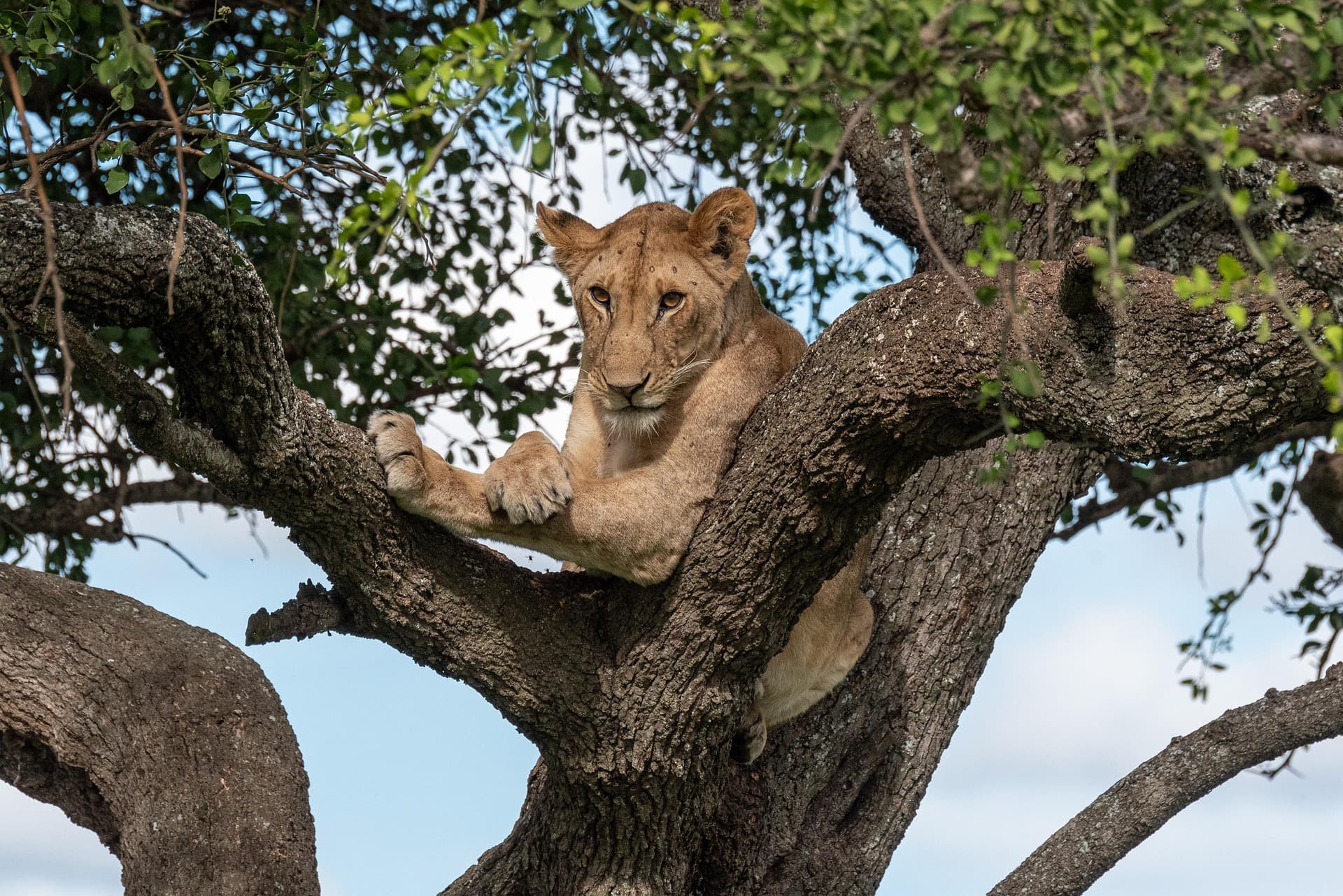 Serengeti Game Drive